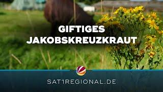 Giftiges Jakobskreuzkraut: So wehren sich Schleswig-Holsteins Landwirte