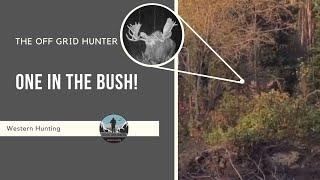 BIG Canadian Bull Moose In The Bush! MOOSE | THE OFF GRID HUNTER