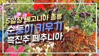 순둥순둥 잘되는 베고니아 종류 가성비 갑 거름 선택 5일 장 꽃