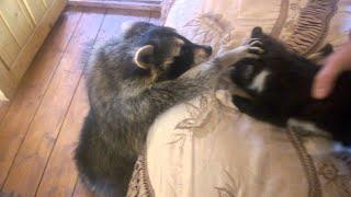 Raccoon Tries to Make Friends With Cat || ViralHog