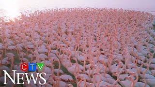 Mesmerizing flock of flamingos filmed by drone in Kazakhstan