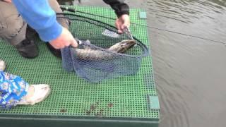 how to remove hook from a pike safely