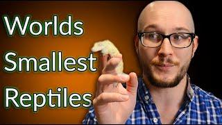 Top 5 Micro Reptiles | The Smallest Reptiles You Can Get