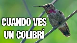 ¿Qué SIGNIFICA cuando VES un COLIBRÍ? Significado y simbolismo