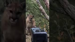 Mountain Lion Stalks a Man Hiking