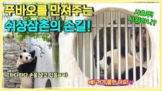 [ep.263] 쉬샹삼촌이 푸바오를 쓰담쓰담 만져주셨어요‍️ㅣ삼촌 부른다고 구멍에 손 번갈아넣는 똑똑이 푸ㅋㅋㅋㅣ나무도 타고 뛰뛰도 하고 할 거 다한 푸바오