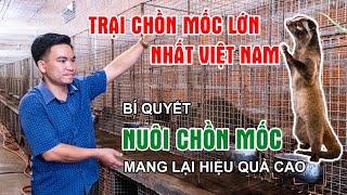 Bí quyết nuôi Cầy Vòi hiệu quả cao - Chia sẻ từ chủ trại đầu tiên đưa cầy vòi về "Đất Tổ" || LNTV