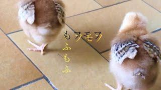 もふもふの可愛いヒヨコが何か食べるものありますか？と探しております。　(Baby Chicks are looking for something to eat)