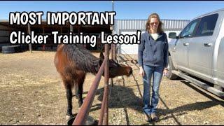 Clicker Training Foundation- MOST IMPORTANT LESSON!