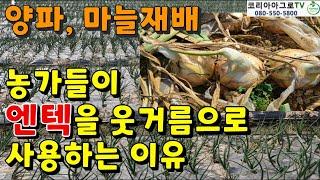 마늘, 양파 웃거름 "엔텍"