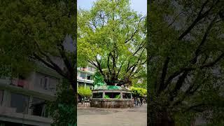 Central Park Namchi | Hidden Gem of South Sikkim #shorts #ytshorts @SunnyManger #beauty
