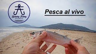 PESCA AL VIVO con equipo de spinning