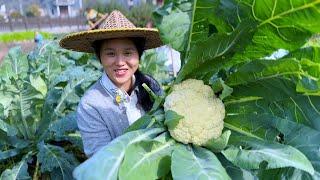 Homegrown cauliflower is delicious no matter how you cook it,and it goes well with rice