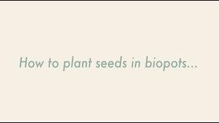 How to plant seeds in biopots...