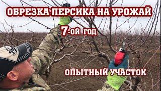 ОБРЕЗКА ПЕРСИКА НА УРОЖАЙ/7-ой год от посадки/Опытный участок