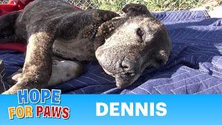 Dennis - a sick, neglected Pit Bull gets abandoned on a bridge and left to die.  Please share. #dog