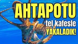 Ahtapotu Tel Kafesle Yakalayıp Meze Mi Yaptık?