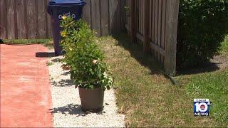 Homeowners face fines, lien over potted plants, rocks that neighbor doesn't like