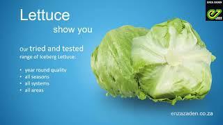 Enza Zaden: Lettuce show you