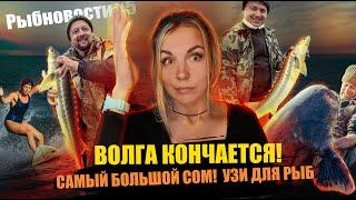 РЫБНОВОСТИ#5 ОСЕТРОВАЯ БУХТА, СОМ 150КГ!!! ВОЛГА ПЕРЕСЫХАЕТ, РЫБА СНОВА УБИЛА ЧЕЛОВЕКА!