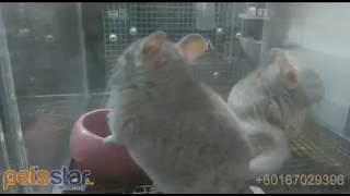 Pets Star Chinchillas