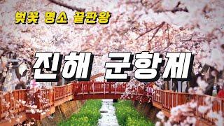 국내 대표 벚꽃 명소 끝판왕  진해 군항제 축제 진해 가볼만한곳