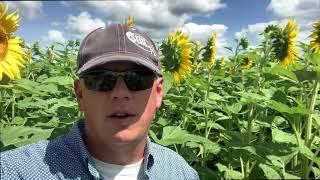 A Little Cover Crop Diversity Interseeded into Cash Crop Sunflowers