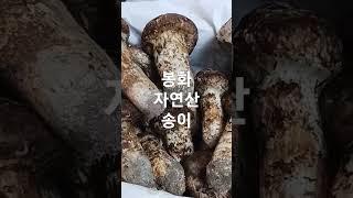 봉화 자연산송이~가격/시세는~??택배보내드린답니다~!!  010-3822-8667