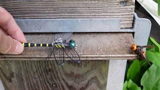 Saving Honey Bees: Dragonfly Figurine vs. Giant Hornets