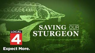 Saving Our Sturgeon: Inside the movement to save sturgeon in Michigan