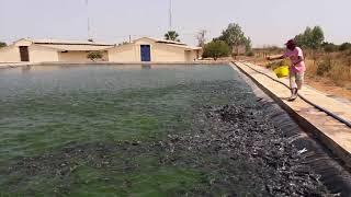 Pisciculture : Nourrissage de Clarias / piscicole / African Catfish feeding / Fish Farming