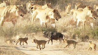 LION cubs step up to the BIG LEAGUE  