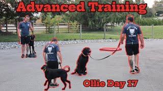 Fully Trained in 14 Days! Advanced Obedience Dog Training