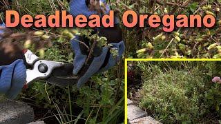 Deadheading Oregano - Clean-up Dead Oregano Blooms