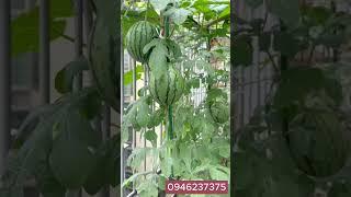 Hạt Giống Dưa Hấu Táo Baby