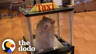 Rats Learn To Drive Tiny Cars | The Dodo