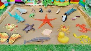 Big Sea Creatures and Ocean Animals Stuck in the Muddy Sandbox ??