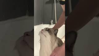 How to maintain your ragdoll cat’s fur by bathing them - CAT GROOMING️ - TheFancyCatsWorld