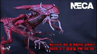 [라이브 68회] 네카 에일리언 제노사이드 레드 퀸 마더 살펴보기