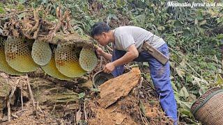 catching wild bees. enjoying the delicious taste of honey. peaceful mountain life (EP167)