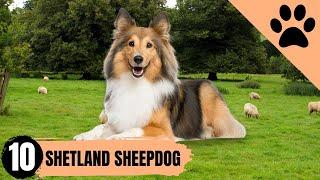 Shetland Sheepdog - Top 10 Facts