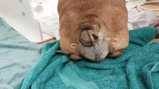 GRAPHIC - English bulldog gives birth naturally - very rare!!