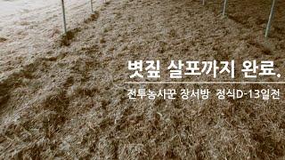 내 맘대로 밭장만 6탄. (볏짚 살포)정식 D-13일전