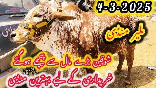 Malir Mandi Cattle Rates Updates | 4/3/2025 |2025 Ka Maal Agaya | Cow Mandi 2025