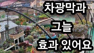 #차광막 설치후 #옥상 #온도 조금은 시원해진거 같아요 드뎌 #폭염 시작이래요 #노지 #걸이대 #초보 #다육키우기 #변이 하는 #다육이들 무너지는 #다육이 #자구 #번식 #환경