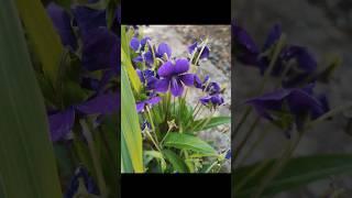 野の花通信　雑草という草はないのだよ　スミレ  アメリカスミレサイシン  コバンソウ  ハハコグサ  ムラサキサギゴケ