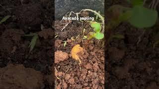 Avacado sapling #gardening #plants