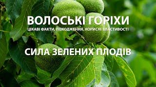 Грецькі чи волоські горіхи? 5 фактів про користь для здоров'я, які вас здивують