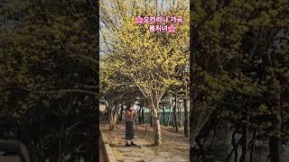 #전주수목원 #산수유나무  #봄처녀 #오카리나이혜경 #오카리나가곡