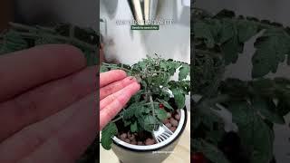 Dwarf Cherry Tomato Options to Grow Indoors